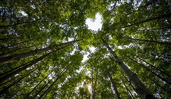 Responsabilité sociale